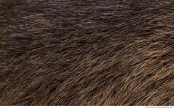 Photo Textures of Animal Skin